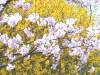 Jap. Kirsche m. Forsythia 2